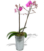 Phalaenopsis Orchid Plant