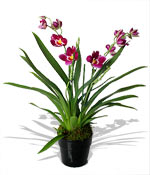 Cymbidium Orchid Plant